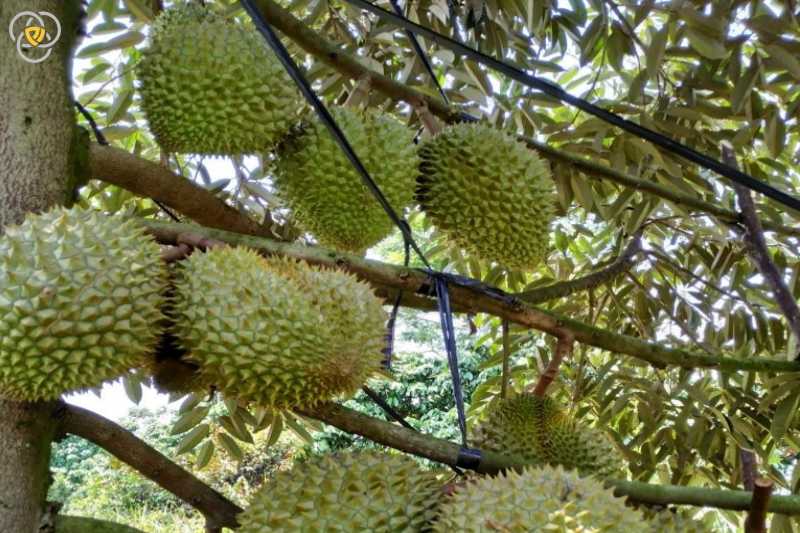 dây đai chống đỗ ngã cây sầu riêng